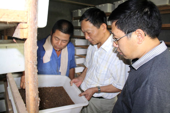 泸州市副市长陈万春调研海潮镇“果园虫子蛋”(图1) 泸州市副市长陈万春调研海潮镇“果园虫子蛋”(图1)