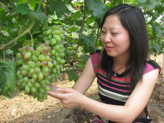 大渡口镇：40一斤，“美人指”上市卖出高价钱(图1)