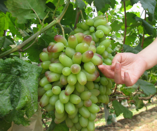 大渡口镇：40一斤，“美人指”上市卖出高价钱(图2)