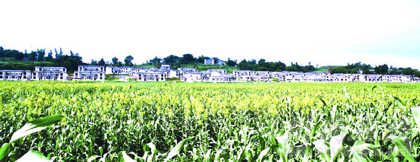 江阳区：奋力打造“中国白酒金三角”核心区(图1)