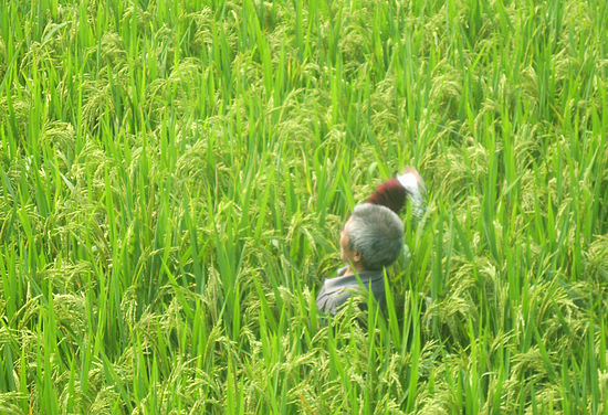方洞镇：切实抓好晚秋生产&nbsp;确保农民增收上台阶(图1)