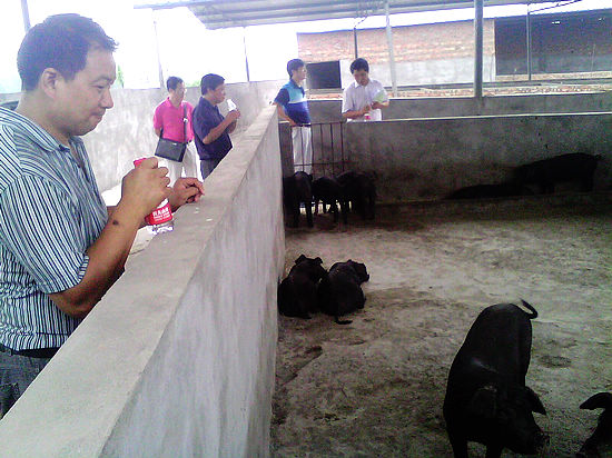 天仙镇：川黑2号生猪基地通过市级验收(图1)
