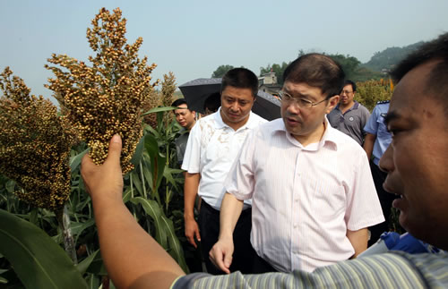 江安县倾力打造四川酿酒高粱第一县(图1)