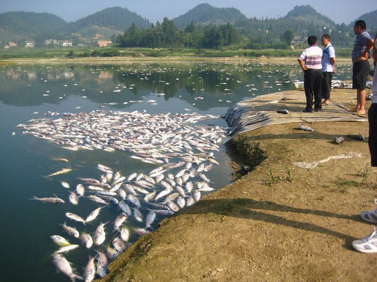 摩尼镇：卫星水库3万余斤鱼因缺氧致死