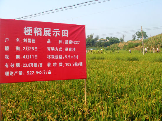 泸县各镇到兆雅石龙村现场观摩粳稻种植
