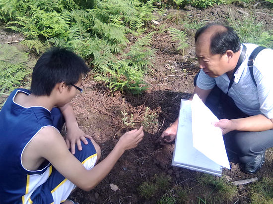 大石乡：大学生村官承包种植金银花
