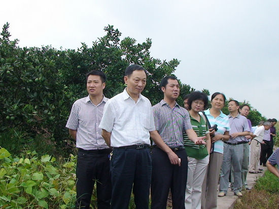 全国人大常委邓秀新莅泸调研通滩国光甜橙园(图2) 全国人大常委邓秀新莅泸调研通滩国光甜橙园(图2)