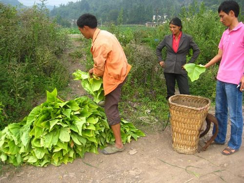 摩尼镇：全力抓好下部烟叶采摘和烘烤
