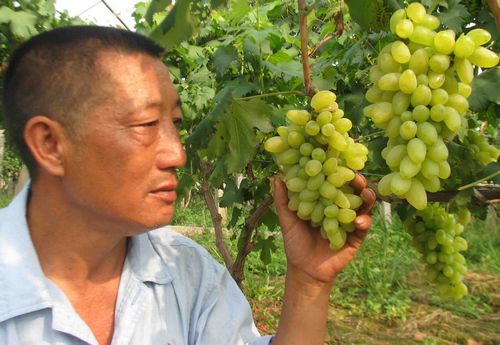 启玉“金手指”葡萄泸州第一