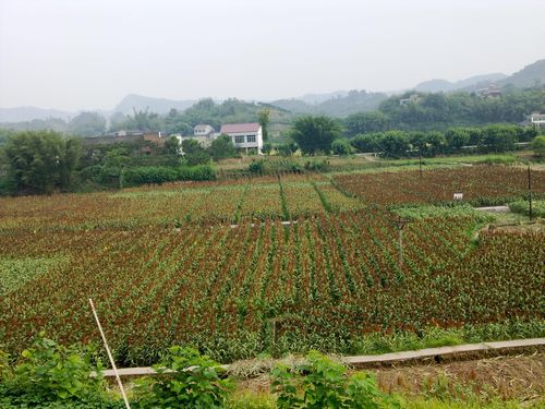 宜宾市大观镇“西天取经”(图2) 宜宾市大观镇“西天取经”(图2)