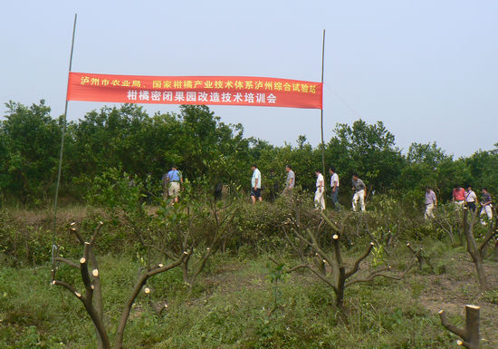 泸州市柑橘密植园改造技术培训现场会在牛滩召开(图1)