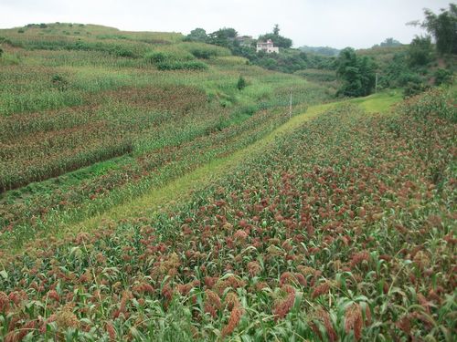 通滩镇:红高粱量大质优 村民增产增收(图2) 通滩镇:红高粱量大质优 村民增产增收(图2)