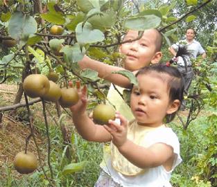 瓜果飘香 时兴采摘游(图3) 瓜果飘香 时兴采摘游(图3)