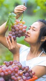 瓜果飘香 时兴采摘游(图1) 瓜果飘香 时兴采摘游(图1)