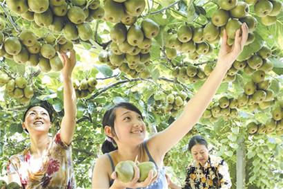 瓜果飘香 时兴采摘游(图6) 瓜果飘香 时兴采摘游(图6)