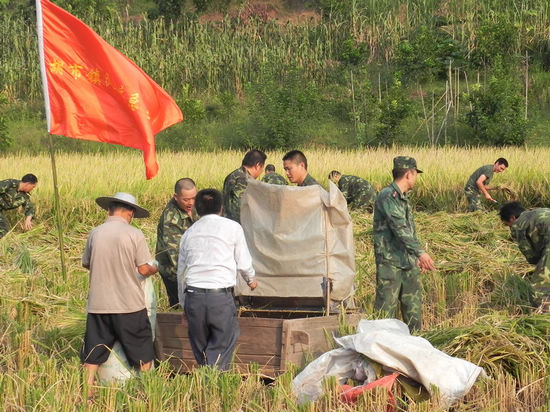 胡市镇:水稻成熟农民犯愁 民兵抢收为农消愁(图2) 胡市镇:水稻成熟农民犯愁 民兵抢收为农消愁(图2)