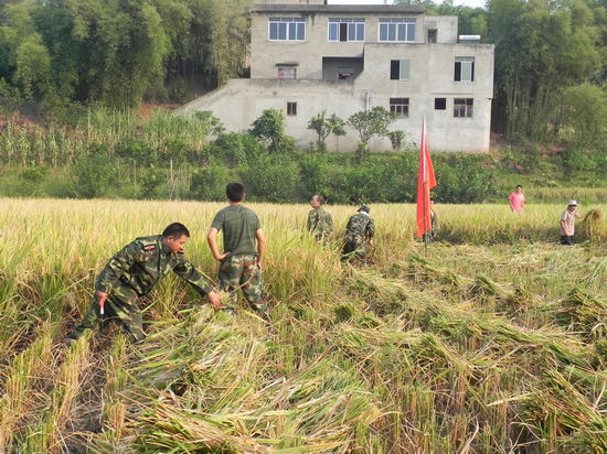 胡市镇:水稻成熟农民犯愁 民兵抢收为农消愁(图1) 胡市镇:水稻成熟农民犯愁 民兵抢收为农消愁(图1)
