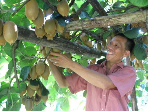 天仙镇：特色种植助农增收