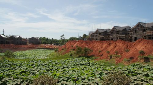 天仙镇:特色种植助农增收(图3) 天仙镇:特色种植助农增收(图3)