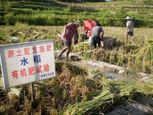 龙车镇：&nbsp;抓对比施肥，助农水稻增收