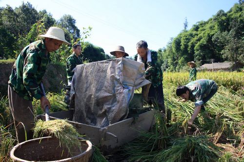 龙车镇：民兵应急队田间助秋收(图2)