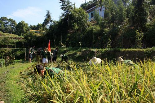龙车镇：民兵应急队田间助秋收(图1)