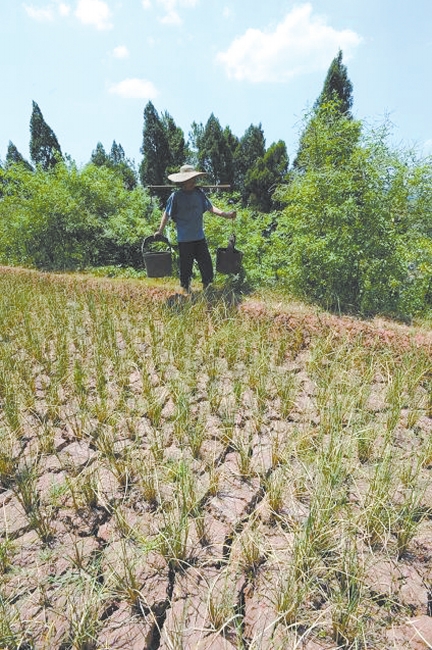 今日处暑四川气温却不会走低 最高再回30℃以上(图2) 今日处暑四川气温却不会走低 最高再回30℃以上(图2)