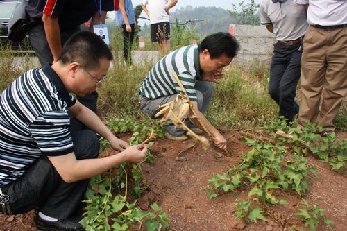 市、区农业局到龙车镇调研旱情(图2)