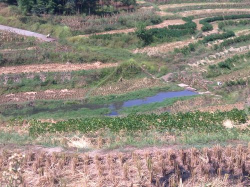 南溪区大观镇：大旱无情，人有情(图2)