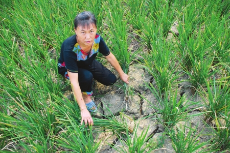 自贡荣县度佳镇60年没干的池塘见底了(图1) 自贡荣县度佳镇60年没干的池塘见底了(图1)