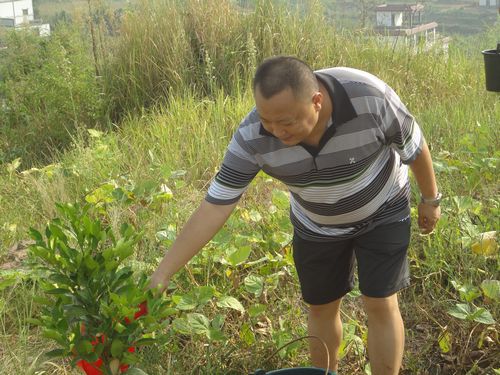 密溪乡：瞄准真龙柚主导产业全力抗旱