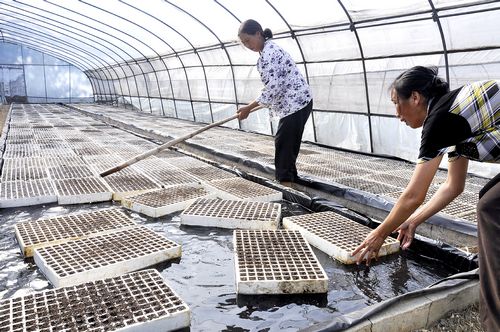 叙永：漂浮育菜苗保秋种&nbsp;技术“移植”力挽旱损