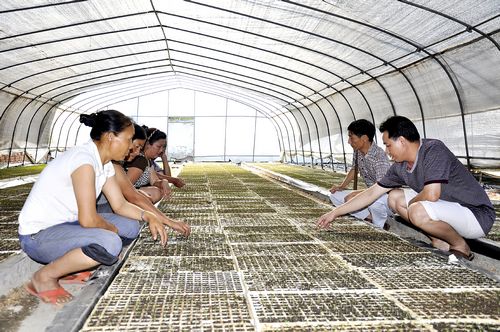 叙永：漂浮育菜苗保秋种&nbsp;技术“移植”力挽旱损(图4)