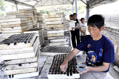 叙永：漂浮育菜苗保秋种&nbsp;技术“移植”力挽旱损(图1)