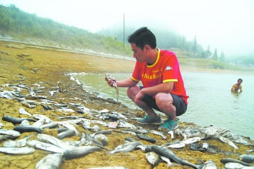 泸州叙永最高温狂降14℃ 万斤鱼儿翻塘(图)