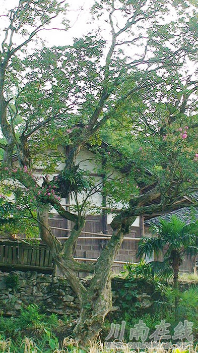 树龄超300年&nbsp;古蔺县箭竹乡惊现巨型“紫荆花”奇树(图1)
