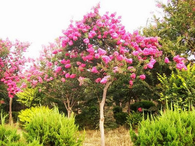 树龄超300年&nbsp;古蔺县箭竹乡惊现巨型“紫荆花”奇树(图2)