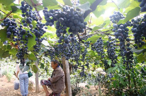 宜宾：大滩葡萄熟了&nbsp;移民心儿醉了(图1)