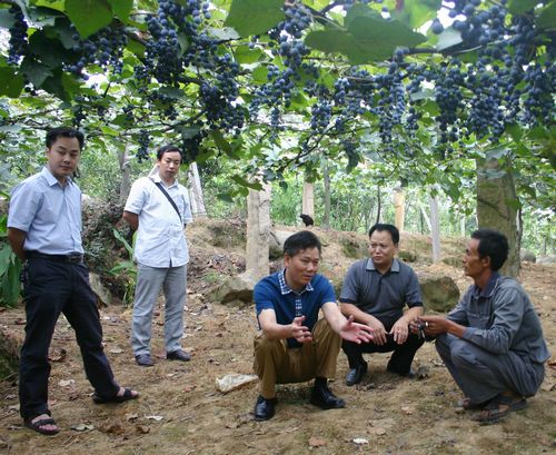 宜宾：大滩葡萄熟了&nbsp;移民心儿醉了(图2)