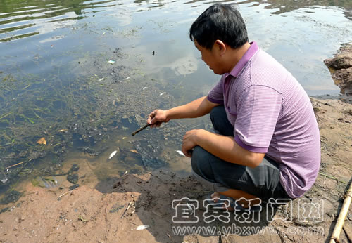 抗旱缺水之时&nbsp;宜宾南广河却“中毒”？(图2)