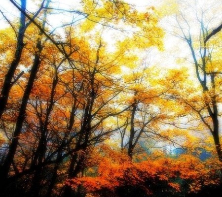 四川“枫”景独好&nbsp;金秋自驾游线路(图5)