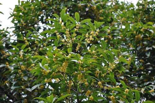 纳溪区：金秋桂花遍地飘香(图1)
