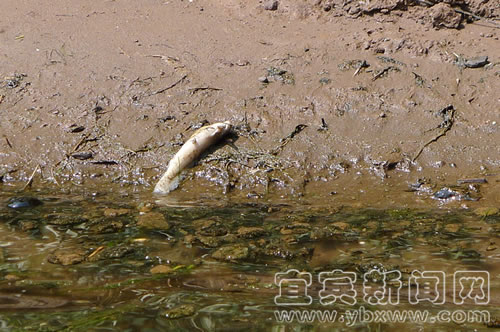 《南广河“中毒”续》排污厂已停业(图1)
