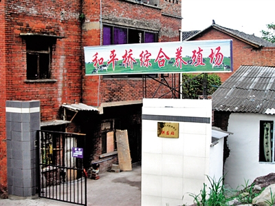 内江一高档小区旁竟现养牛场