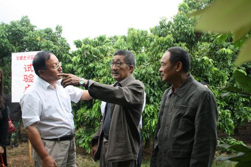 各地专家齐聚首调研海潮桂圆种植基地(图2)