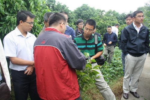各地专家齐聚首调研海潮桂圆种植基地(图1)