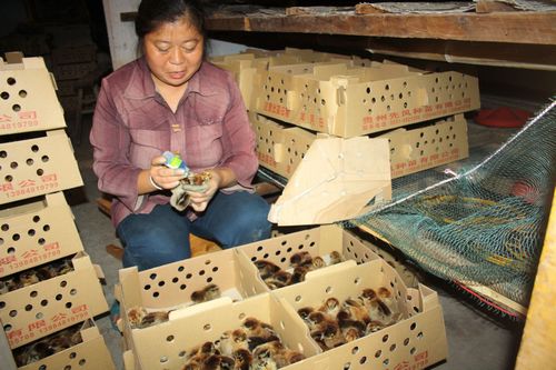 龙车镇:引入业主,助推“林下鸡”产为发展(图1) 龙车镇:引入业主,助推“林下鸡”产为发展(图1)