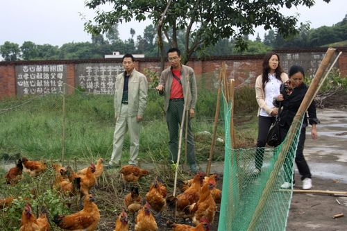 龙车镇:引入业主,助推“林下鸡”产为发展(图2) 龙车镇:引入业主,助推“林下鸡”产为发展(图2)