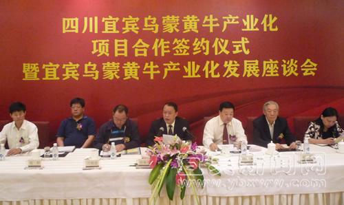 打造城市名片 “乌蒙黄牛”走出宜宾