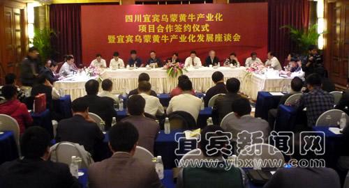 打造城市名片 “乌蒙黄牛”走出宜宾